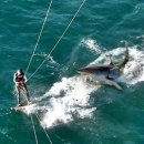 꼬리치는 강아지 이미지