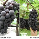 남원퇴비 | 생육 후기 포도 과원 관리 요령