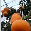 건영농장 이미지