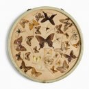 한반도 나비 75만마리 채집해 연구한 '한국의 파브르' 조선 석주명 240229 이미지