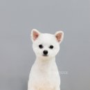 어반독스 이미지