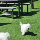 우당탕탕 사고뭉치 이미지