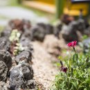 제주배또롱 이미지