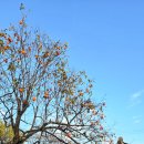 함안주리사지사자석탑 | 함안, 아라가야 함주 골목길의 정겨움