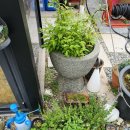 똑똑풀빌라 독채펜션 이미지