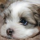 선 동물병원 이미지