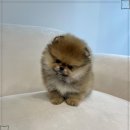 행복한강아지 이미지