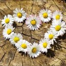 도우미실버케어 이미지