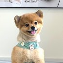 쿤찌멍 애견미용 이미지