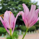 순&호 Daum카페