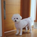 노크노크 강아지미용실 이미지