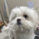 그루머로 이미지