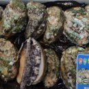 완도미성전복 이미지