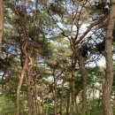 부흥로 메타세콰이아길 | [서울 근교 데이트 추천] 파주 벽초지수목원 리얼후기