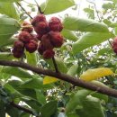 뜨락농장 이미지