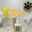 쁘띠댕댕 이미지