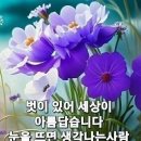 양  지 이미지