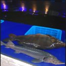 나까보까 실내낚시터 이미지