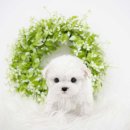 강아지에 빠지다 이미지