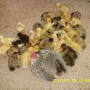 부자목장 이미지