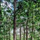 판문동6 이미지