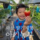 재이농장 | 화성 군포 수원 딸기체험 아기농부, 시식가능!