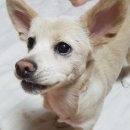 이개 누구개 이미지