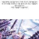 김효신 글, 그림책 / 향기 가득한 비밀의 정원 이미지