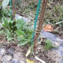 체리목장 이미지