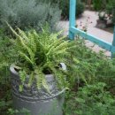 허브농원 이미지