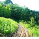 피톤치드 이미지