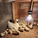 옥계 백봉이네 이미지