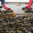 영어조합법인 해맑은 화진포 이미지