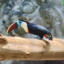 큐비어큰부리새(투우칸) 이미지