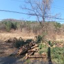 두그루나무 이미지