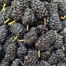 상원농장 이미지