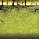 소통하는 나무 이미지