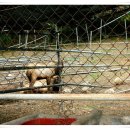 삼성사슴농장 이미지