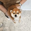 라이프독 이미지