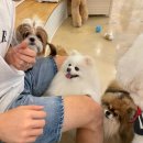 들어오시개 | [홍대] 애견카페 더귀여워 방문 후기 🐾 실내데이트·반려견 동반 불가