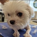 The 사랑할 개 이미지