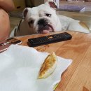 똥깡아지네 이미지