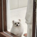 보밸롱 이미지