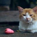 열린24시동물병원 이미지