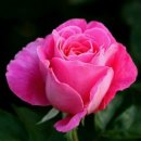 모란이피기까지 이미지