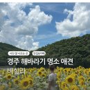 해바라기 애견 | 경주 애견동반 대형 해바라기 카페 바실라 후기