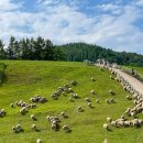 고산목장 | 6가지 체크리스트: 대관령 양떼목장