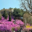 종합운동장역 2번출구 | 부천종합운동장역 도보 5분! 원미산 진달래동산 주차 꿀팁 &amp; 2026 진달래축제 현장 후기