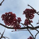 대한노인회영주시지회 | 대한노인회 지회 임원 국립산림치유원 체험기/2025.11.26.~28.