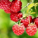 산딸기 - 김해시 번화1로68번길 19 | 산딸기